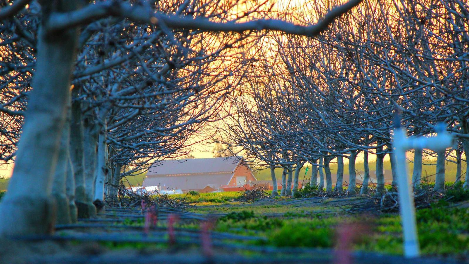 Hợp đồng di vật — Tập 1